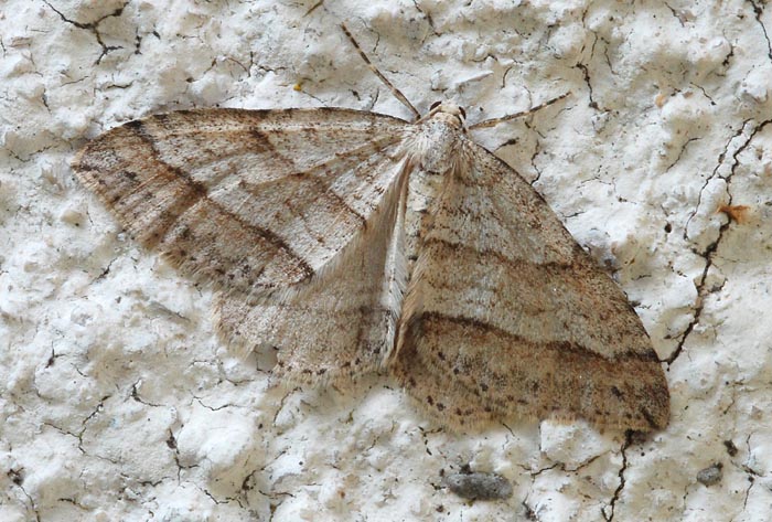 Geometridae M. Faverghera 2